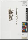 Foto von Salix repens subsp. rosmarinifolia (L.) Andersson